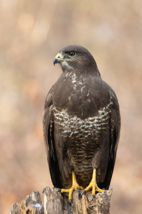 Buizerd