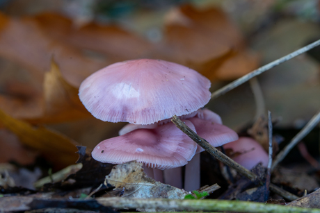 paddenstoelen