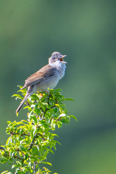 Grasmus zingt vrolijk