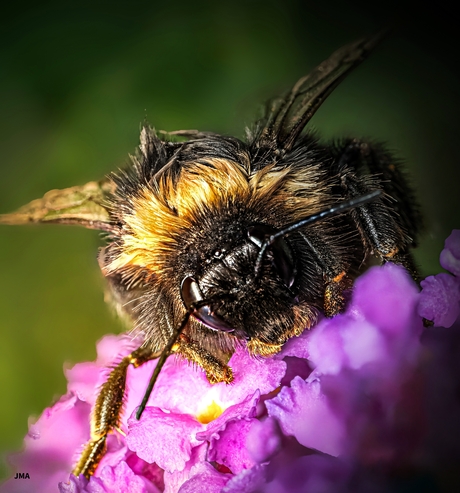  Langharige natte hommel.. Soort?