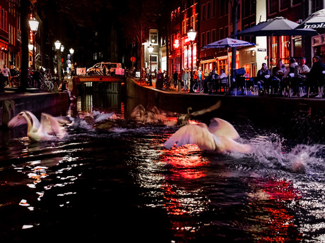 Swan fight in the red light