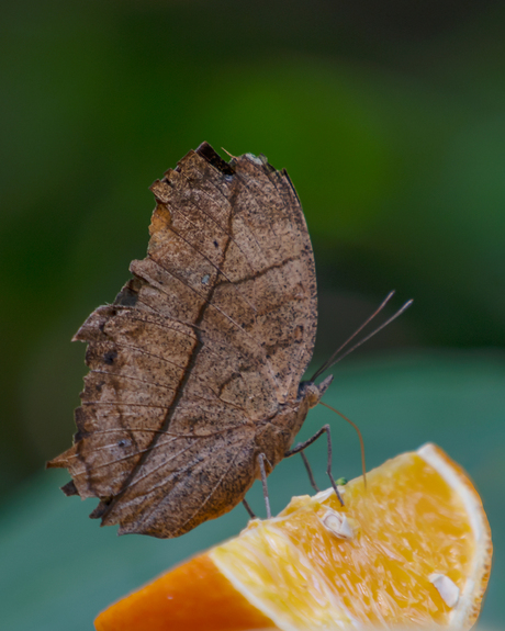 Kallima inachus