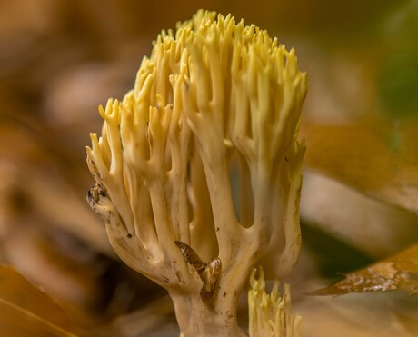 Wedden dat die fotograaf niet weet dat ik een paddenstoel ben