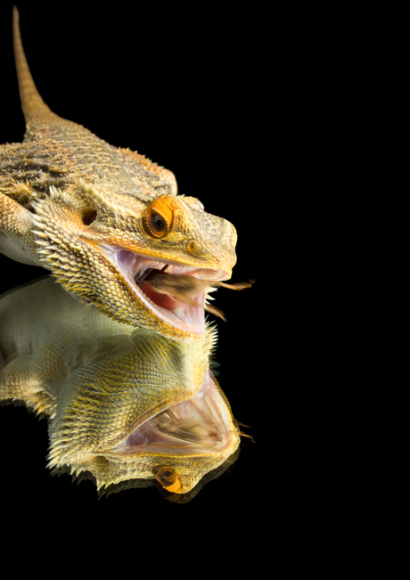 Bearded dragon