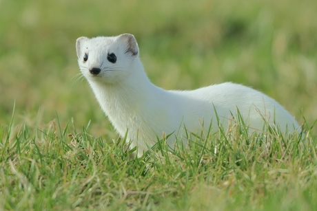 Hermelijn in wintervacht
