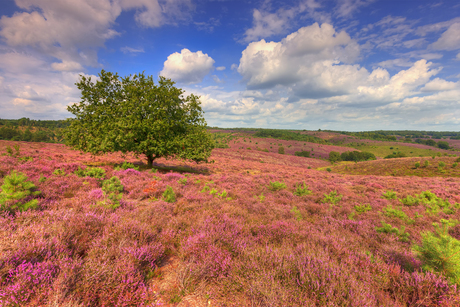 Heide in bloei op de Posbank 