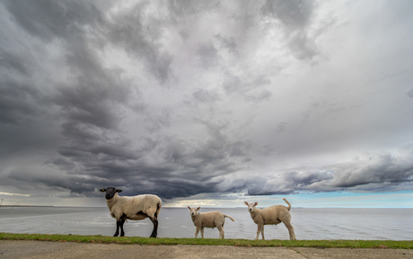 Schapen