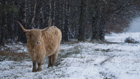 Hooglander in de sneeuw
