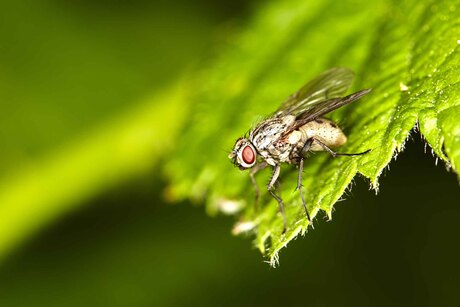 Phaonia fuscata