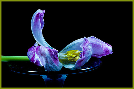 de tulp........................