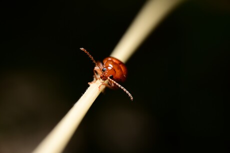 Lil Bug