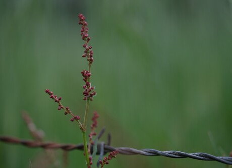 Gras met een kleurtje