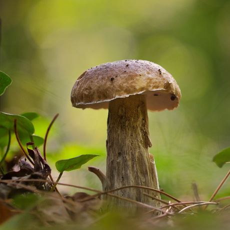 Gewoon Eekhoorntjes brood