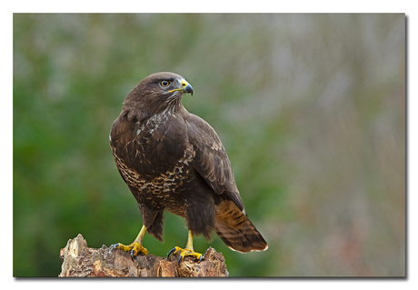 Buizerd