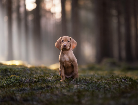 Vizsla puppy