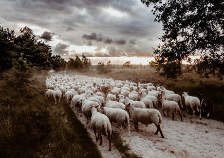 Schapen / Kalmthoutse heide