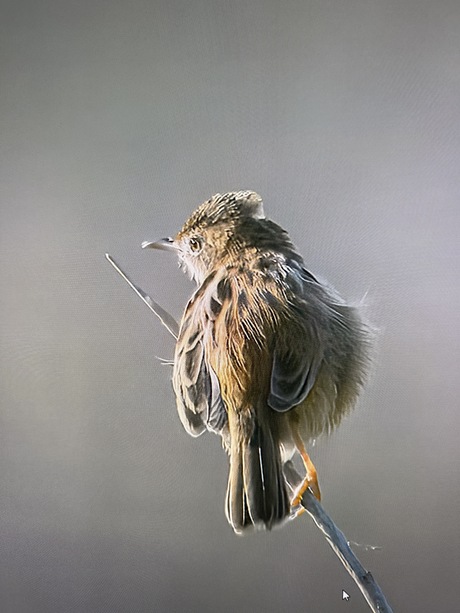 Graszanger - Cisticola juncidis