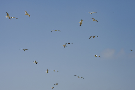 Rottemeroog -2 