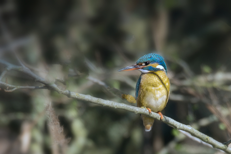 IJsvogel