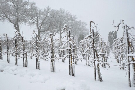 Appelbomen in de sneeuw