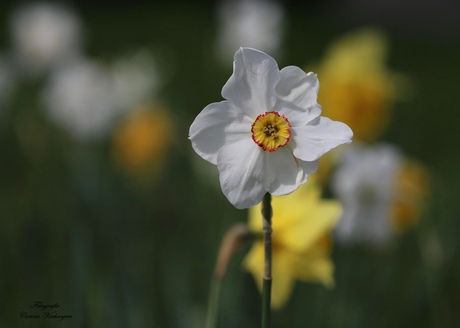 Narcis