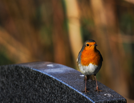 Roodborstje 