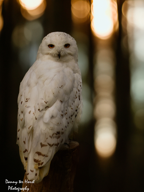 🦉 De Koning van de Sneeuw! 🦉