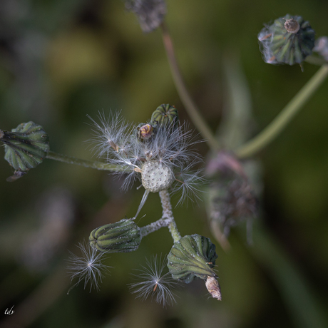 Melkdistel op z’n retour….