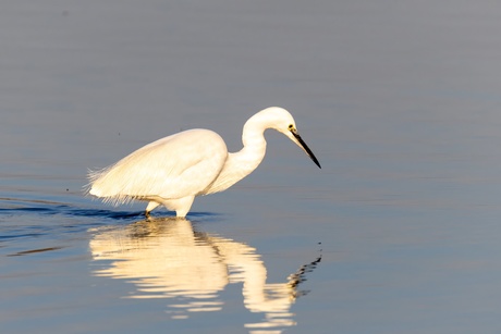 De kleine zilverreiger