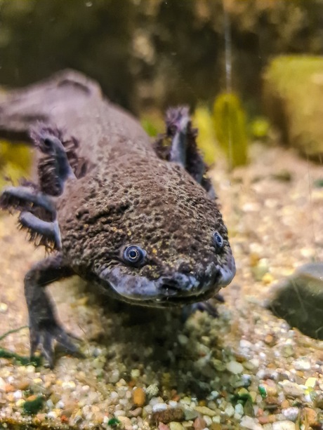 Axoloti (Ambystoma mexicanum)