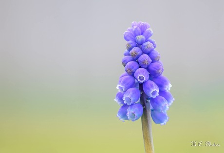 ✶✮✶✮ Het blauwe druifje ✶✮✶✮