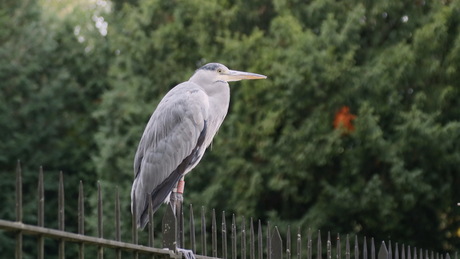 Wertheimpark Amsterdam