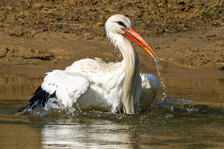 Natural Bath
