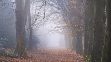 Rijsterbos in de mist