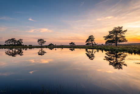 Dwingelderveld.