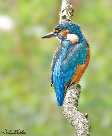 IJsvogel  (Alcedo atthis)
