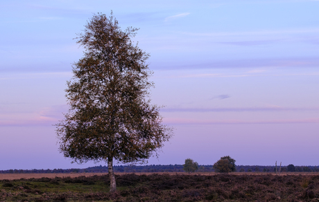 Zonsondergang Bargerveen
