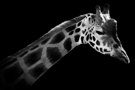 Zwart-wit giraf