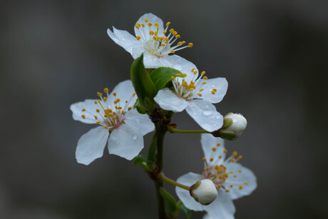 witte bloemen in struik einde winter