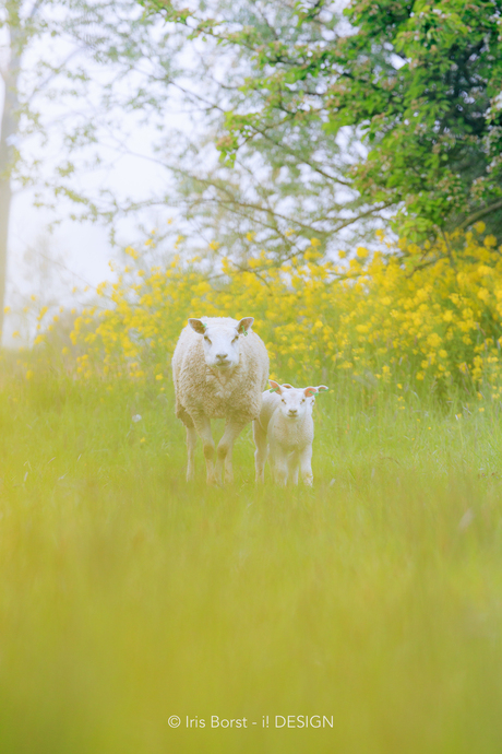 Schaapjes in het geel