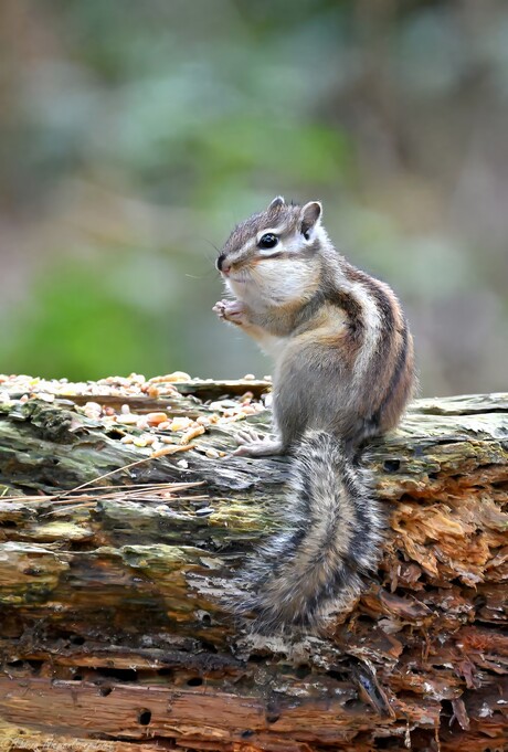 Siberian Chipmunk