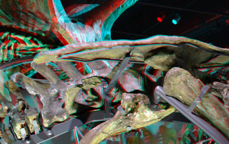 Steel-support Skeleton Triceratop Naturalis-Leiden 3D