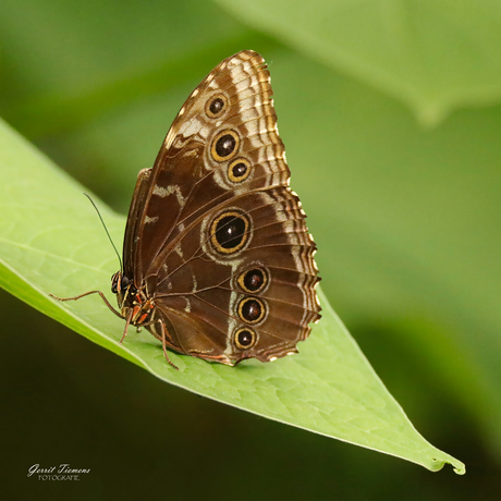 Morpho Vlinder