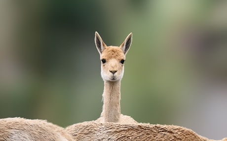 Nieuwsgierige Lama