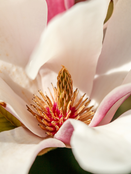 Bloem van de magnolia