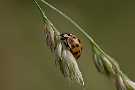 In balans 🐞- levensfase volgroeid