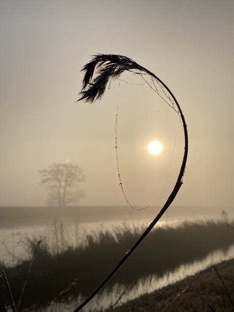 Een eyecatcher in de mist