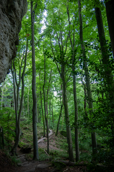 Het pad door het sprookjesbos