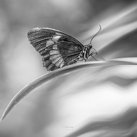 Parides iphidamas