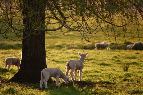 Lammetjes in het strijklicht